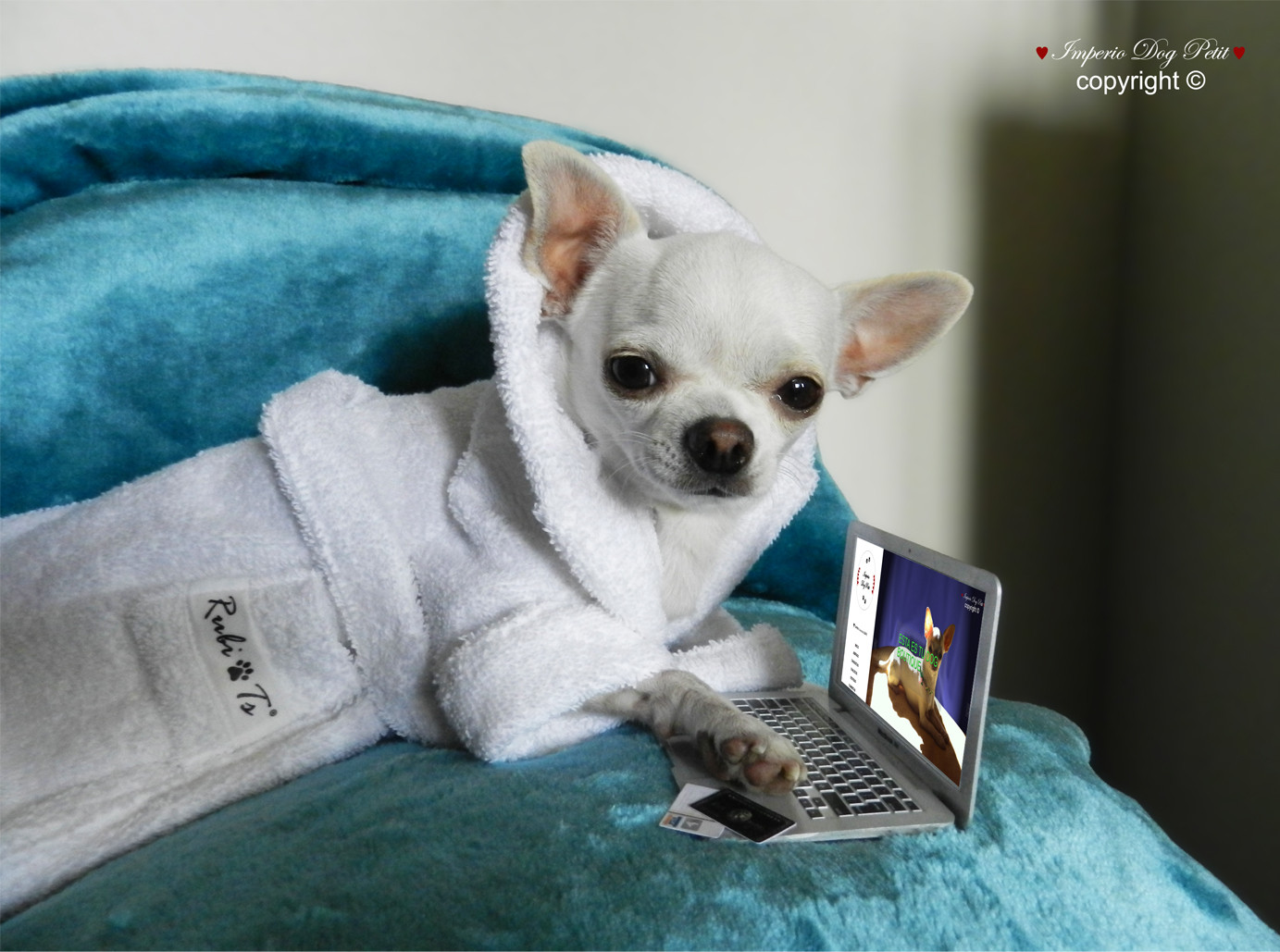 Imperio Dog Petit | ropa para perros de razas peque&ntilde;as | ImperioDogPetit.com